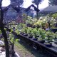 Domenica al Centro Bonsai Piccin